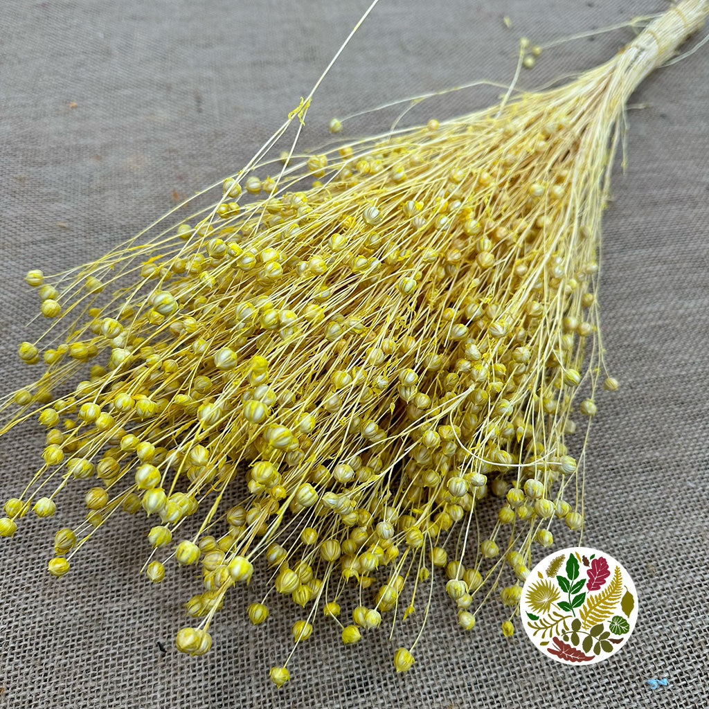 Grass 'Linen' (Coloured) DRY (Various Colours)