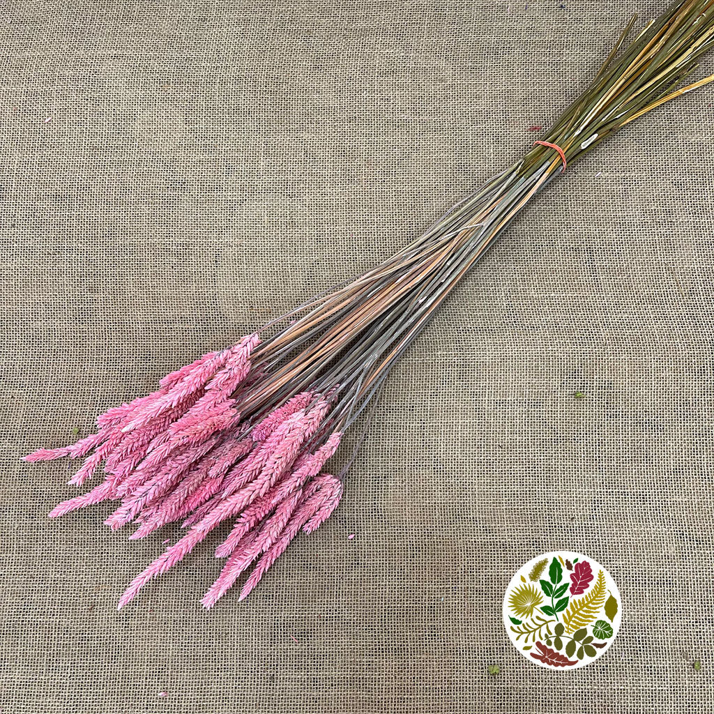 Celosia 'Dragon's Breath' (Painted) (DRY) (Various Colours) 65cm