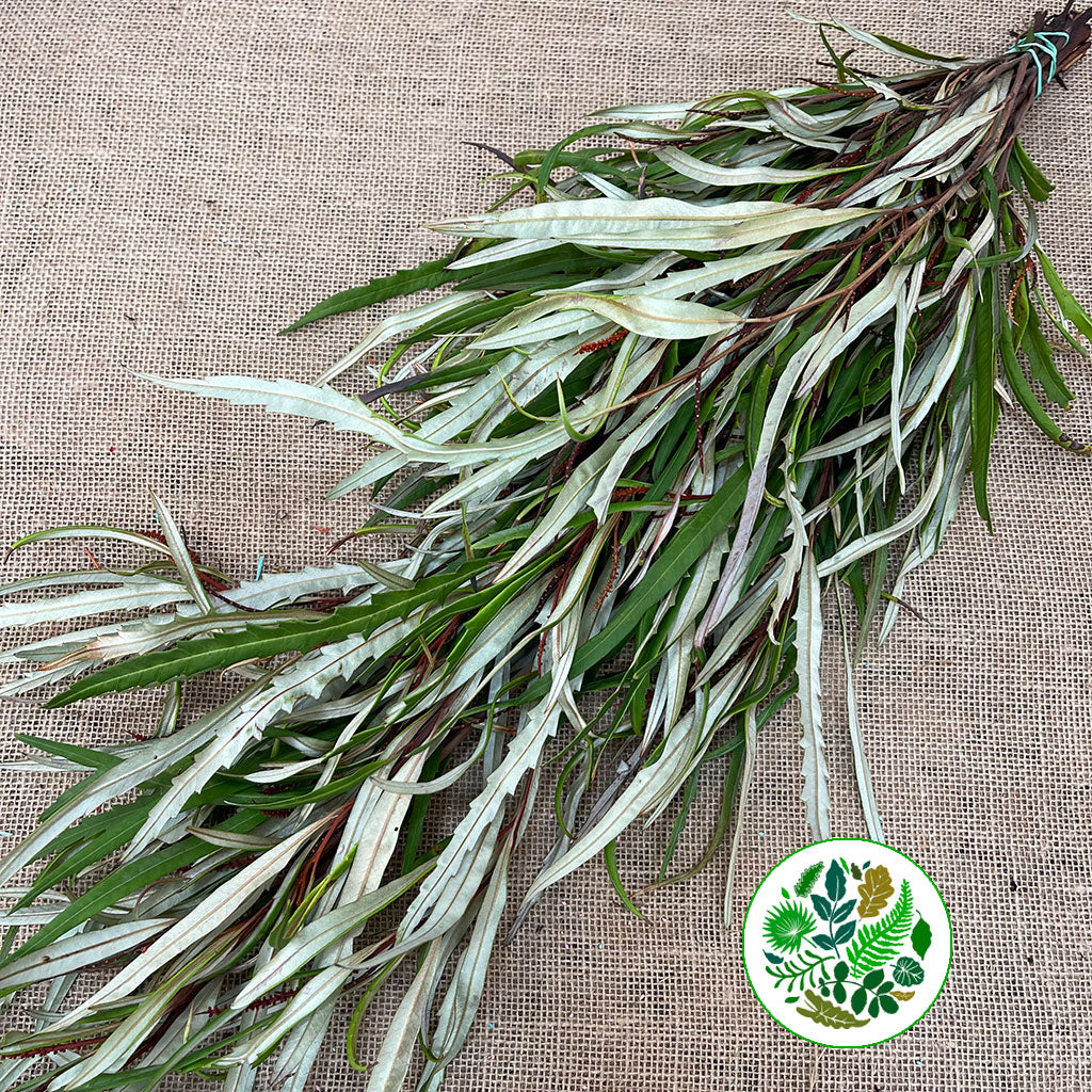 Grevillea &#39;Foliage&#39; (Various Lengths)