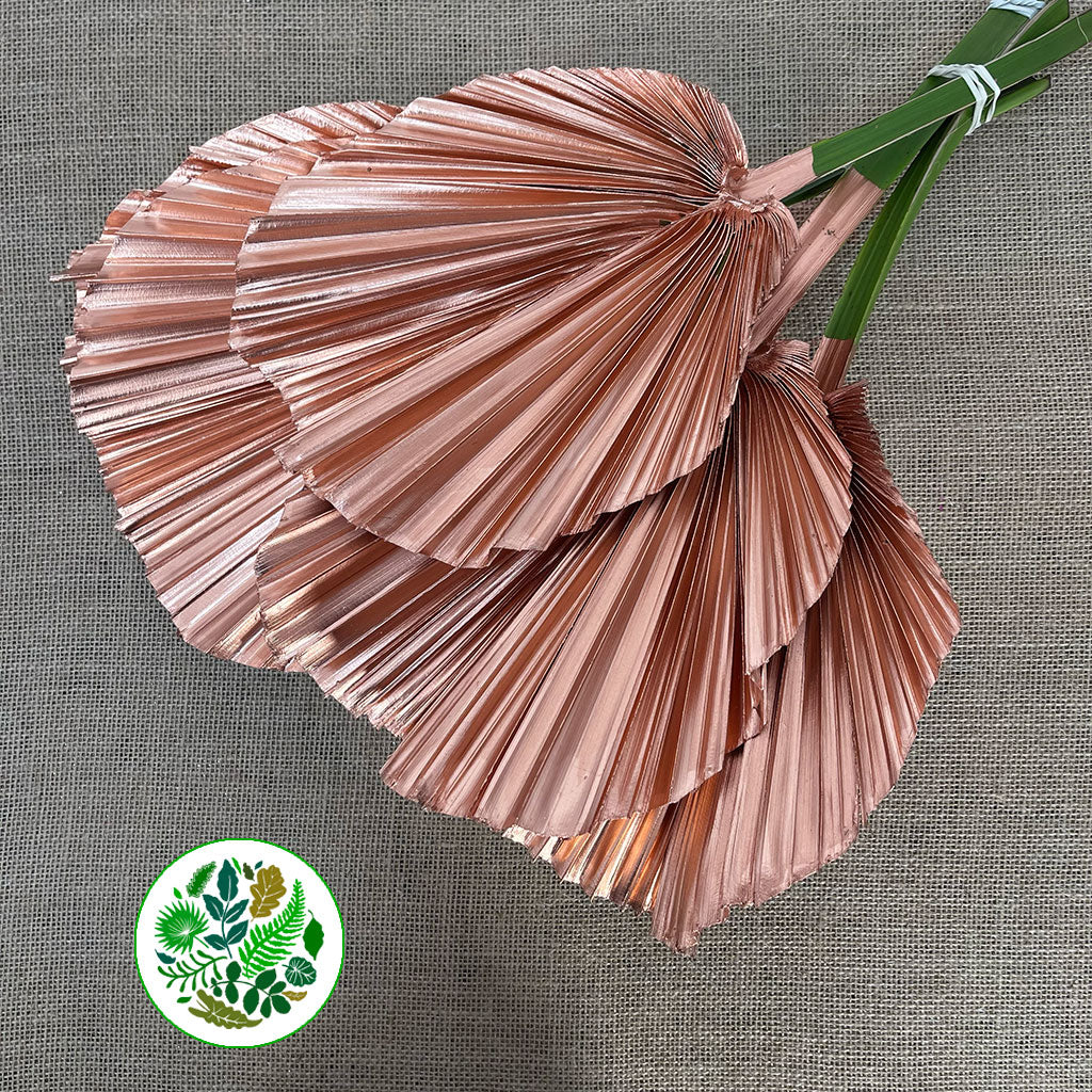 Palm 'Washingtonia' (Painted) (Various Colours)