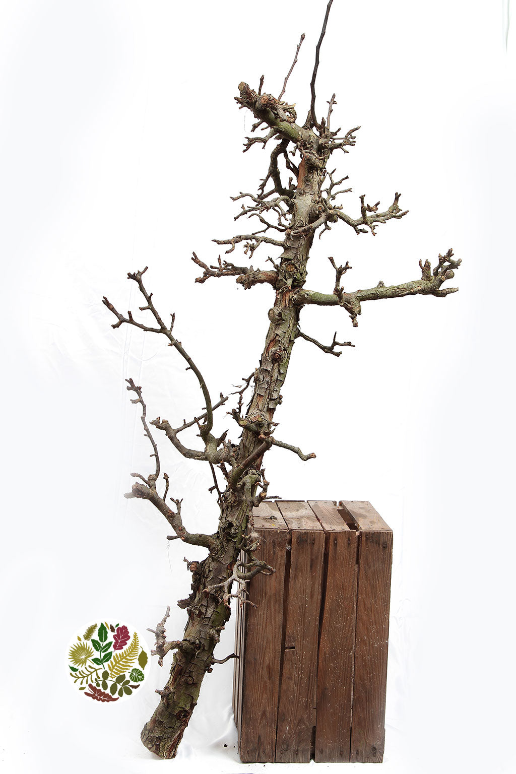 Tree &#39;Pear Branch&#39; (Various Sizes) 2m