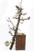 Tree 'Pear Branch' (Various Sizes) 2m