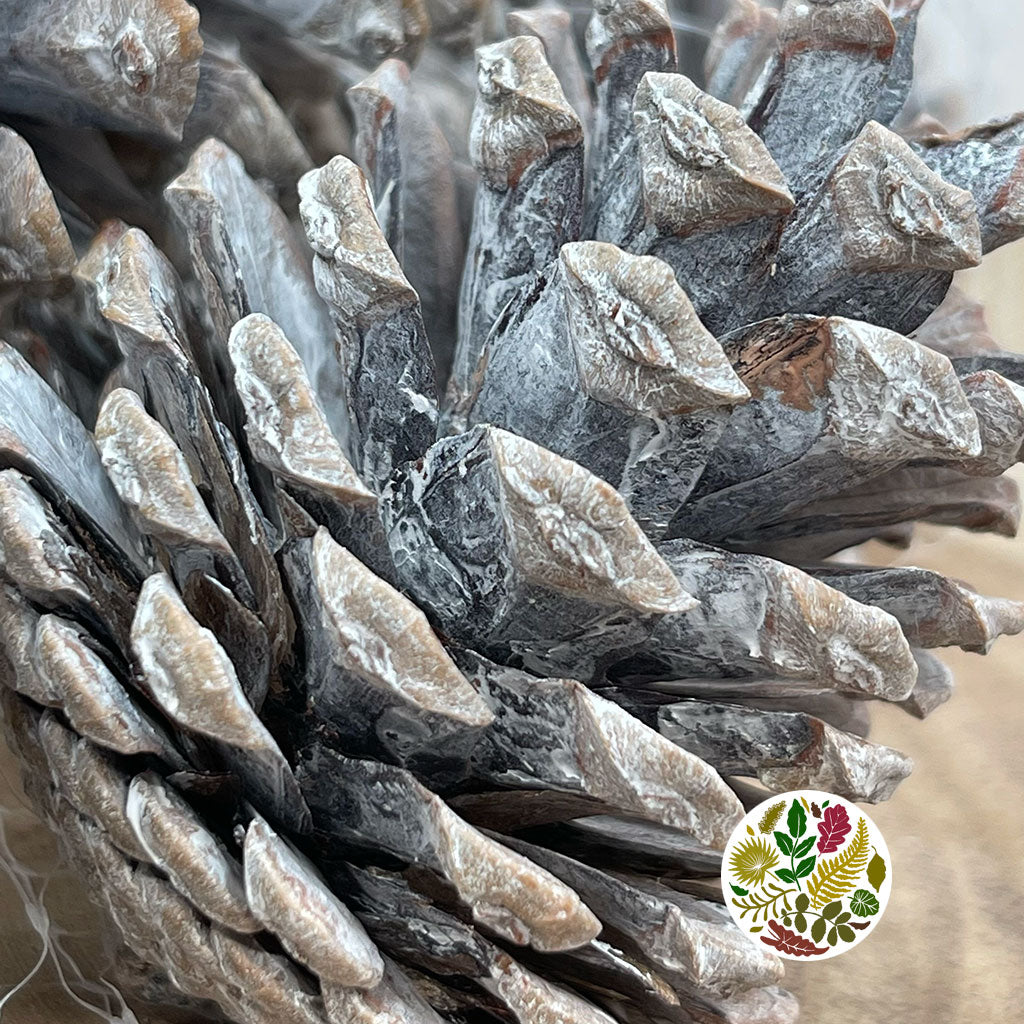 Cones 'Nigra' (Painted) (DRY) (Various Colours)