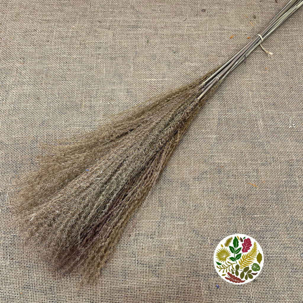 Grass 'Miscanthus' (DRY) 'Silver Grass L' (x10) (Various Sizes)