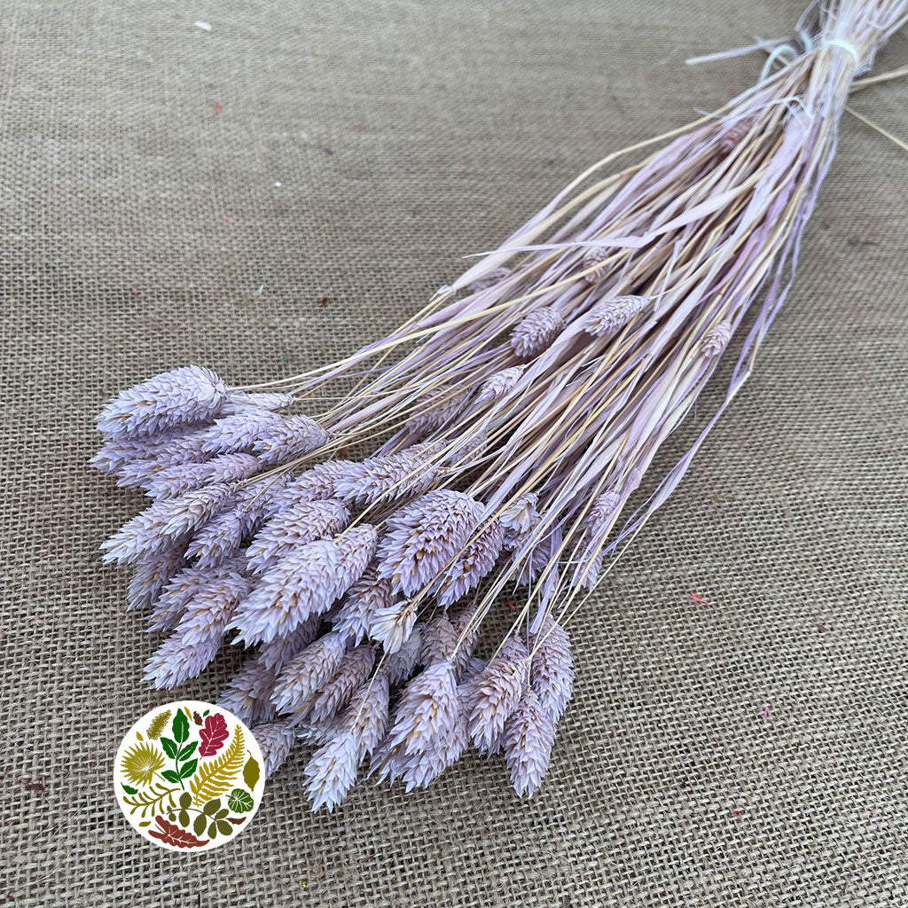 Grass 'Phalaris' (Painted) (DRY) (Various Colours)