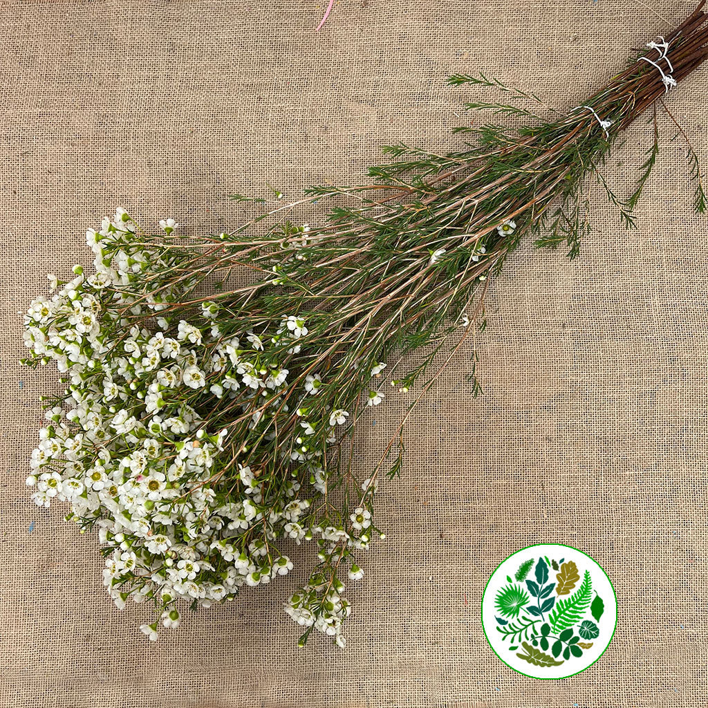 Wax Flower &#39;Crystal Pearl&#39; (Various Lengths)