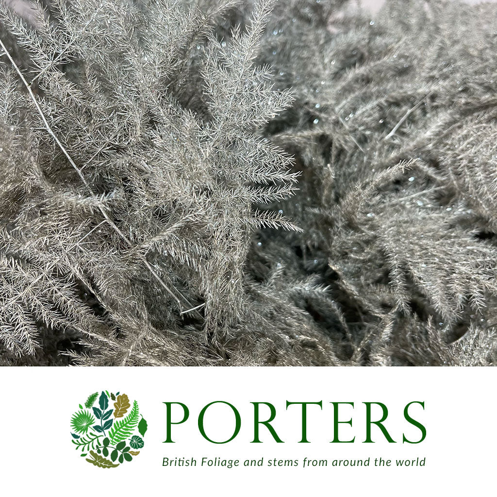 Fern 'Asparagus' (Painted/Glitter) 85cm (Various Colours) (x50)