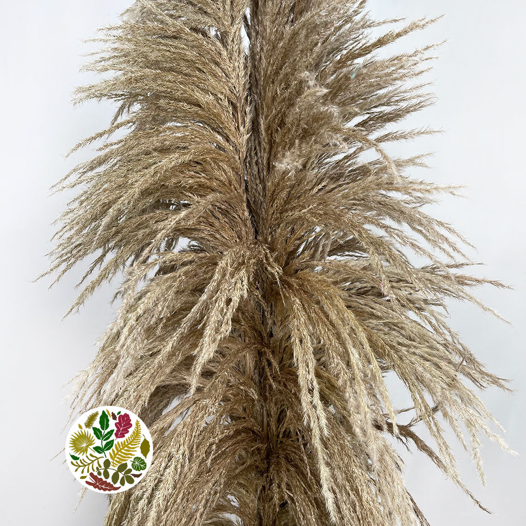 Grass 'Pampas' (Sacuara) (Natural Brown) (DRY) (Various Sizes) (x5)