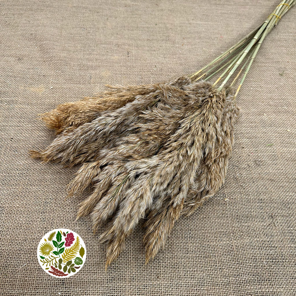 Grass &#39;Reed Grass&#39; (Wild Plume) (Natural) (DRY) 90cm (x10)