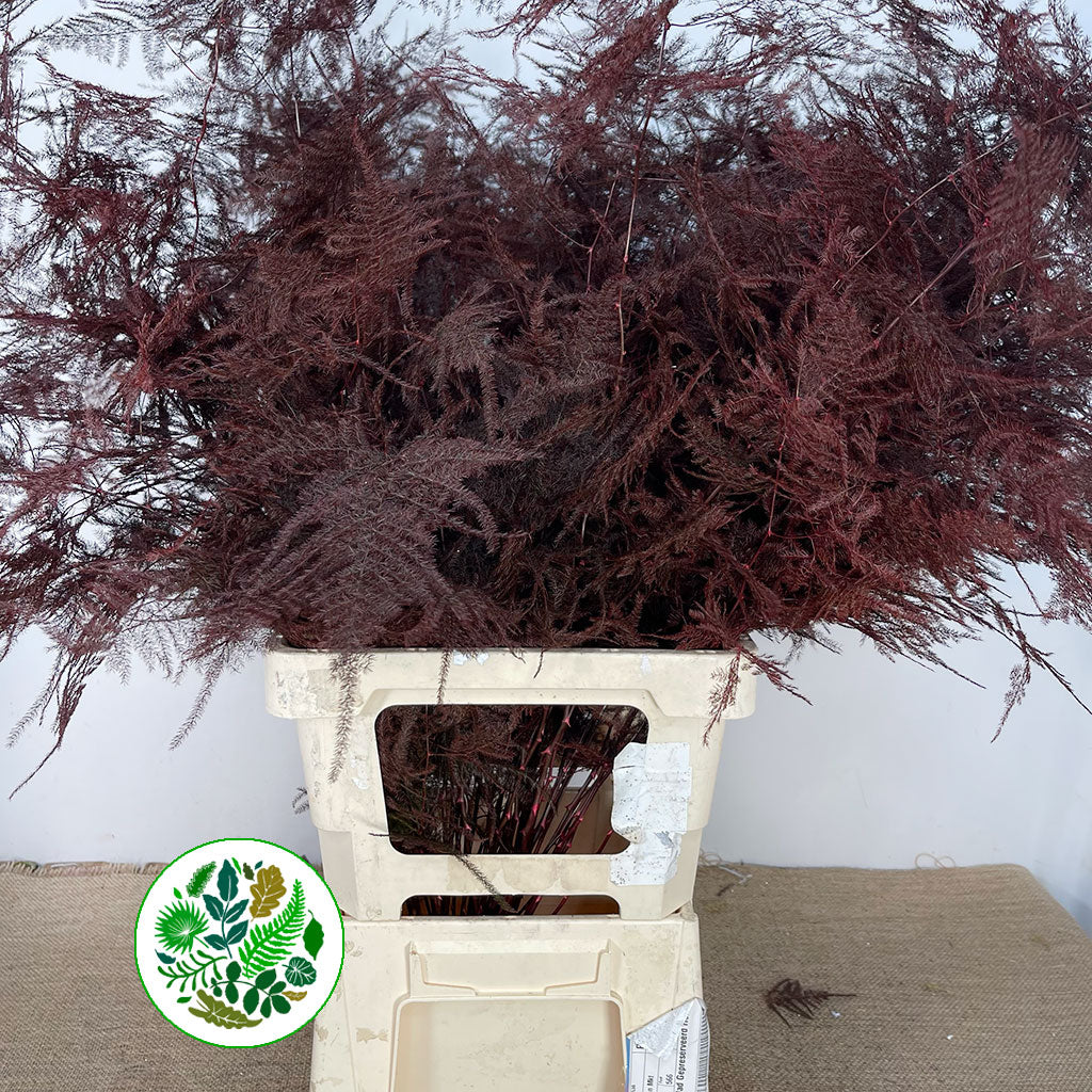 Fern 'Asparagus' (Painted) 85cm (Various Colours) (x50)