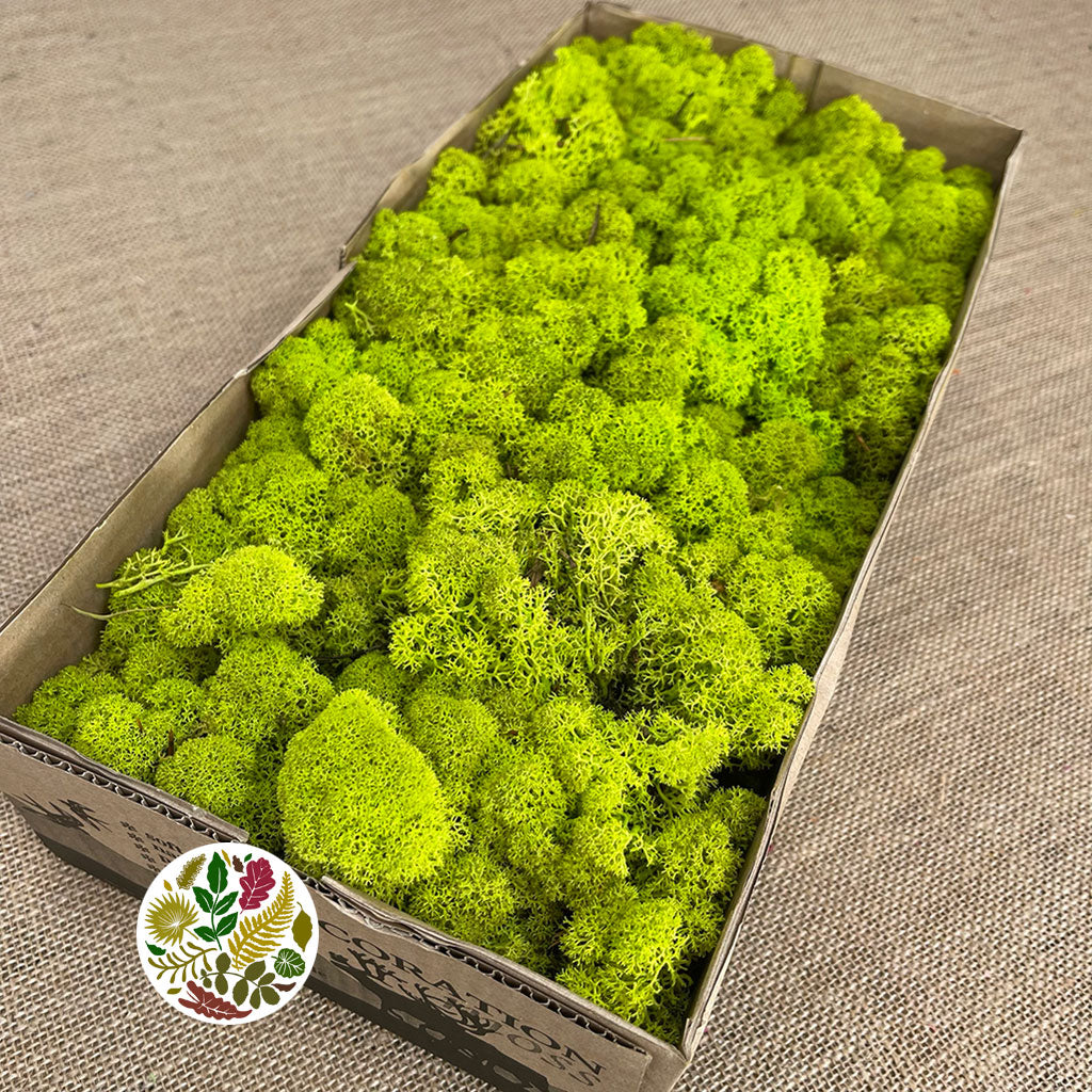 Moss &#39;Reindeer&#39; (DRY) (Various Colours) (500g)