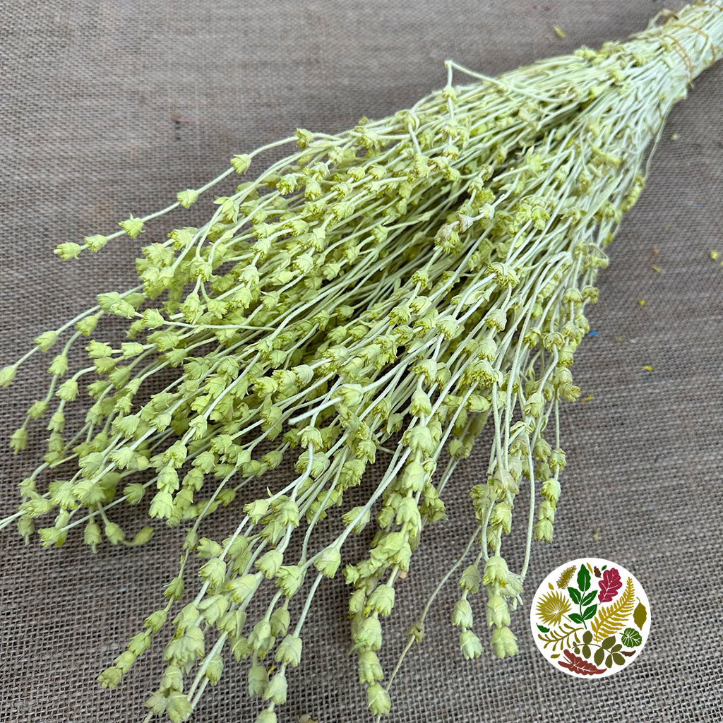 Lavender 'Flower' (Coloured) (DRY) 45cm (100g)