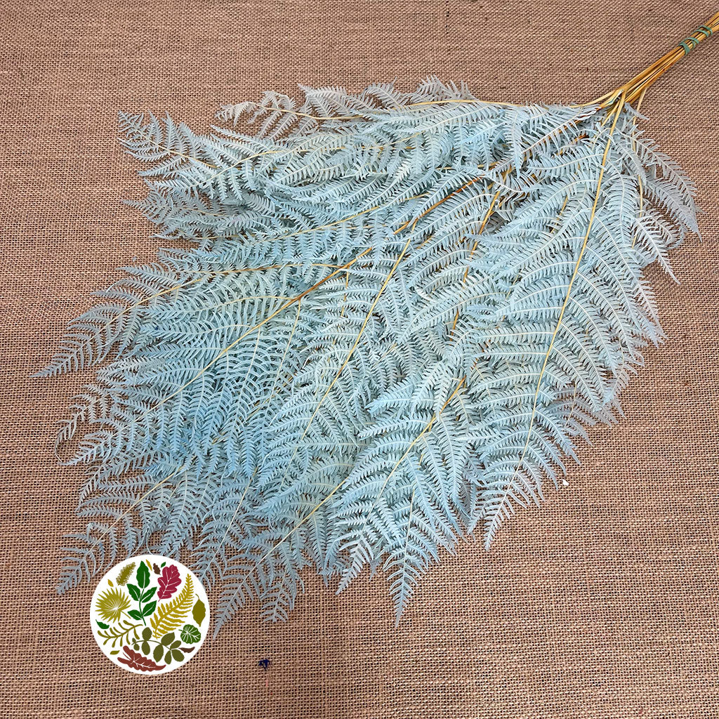 Fern 'Bracken' (Preserved) (DRY) (Various Colours) 60-70cm