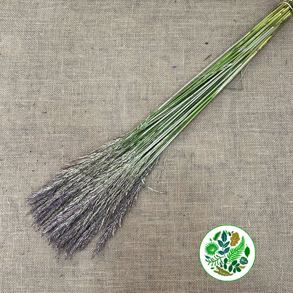 Grass 'Panicum' (Umbrella)(Various Sizes)