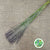Grass 'Panicum' (Umbrella)(Various Sizes)