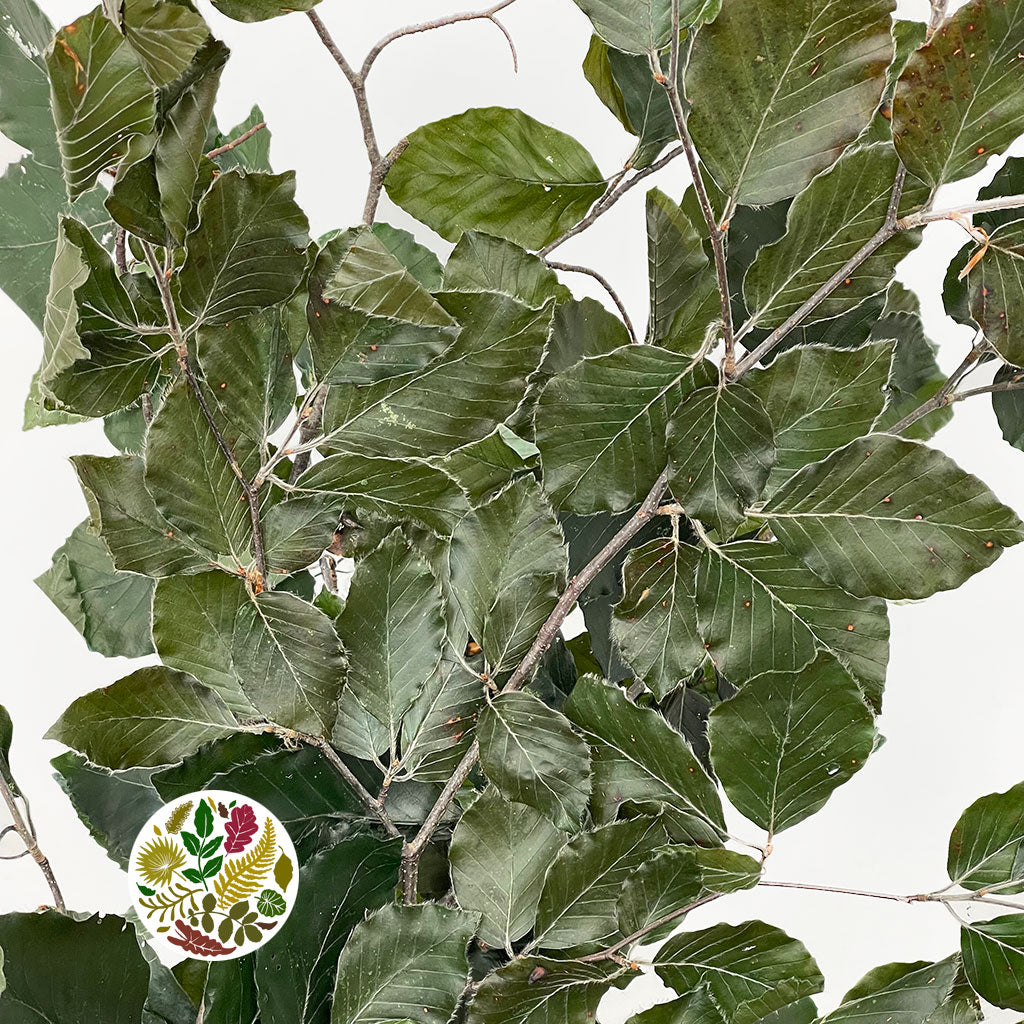 Beech &#39;Stabilized&#39; (Coloured) 60-80cm (DRY) (150g)