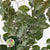 Beech 'Stabilized' (Coloured) 60-80cm (DRY) (150g)