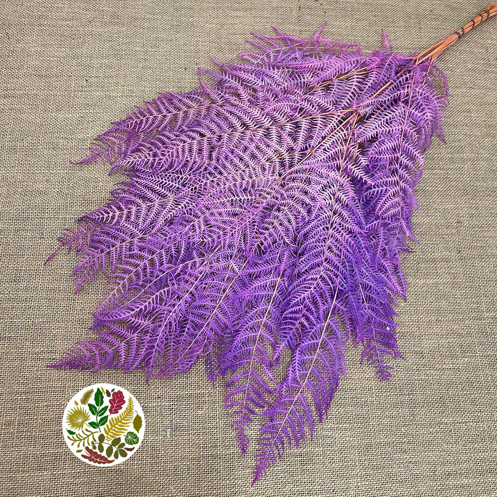 Fern &#39;Bracken&#39; (Preserved) (DRY) (Various Colours) 60-70cm