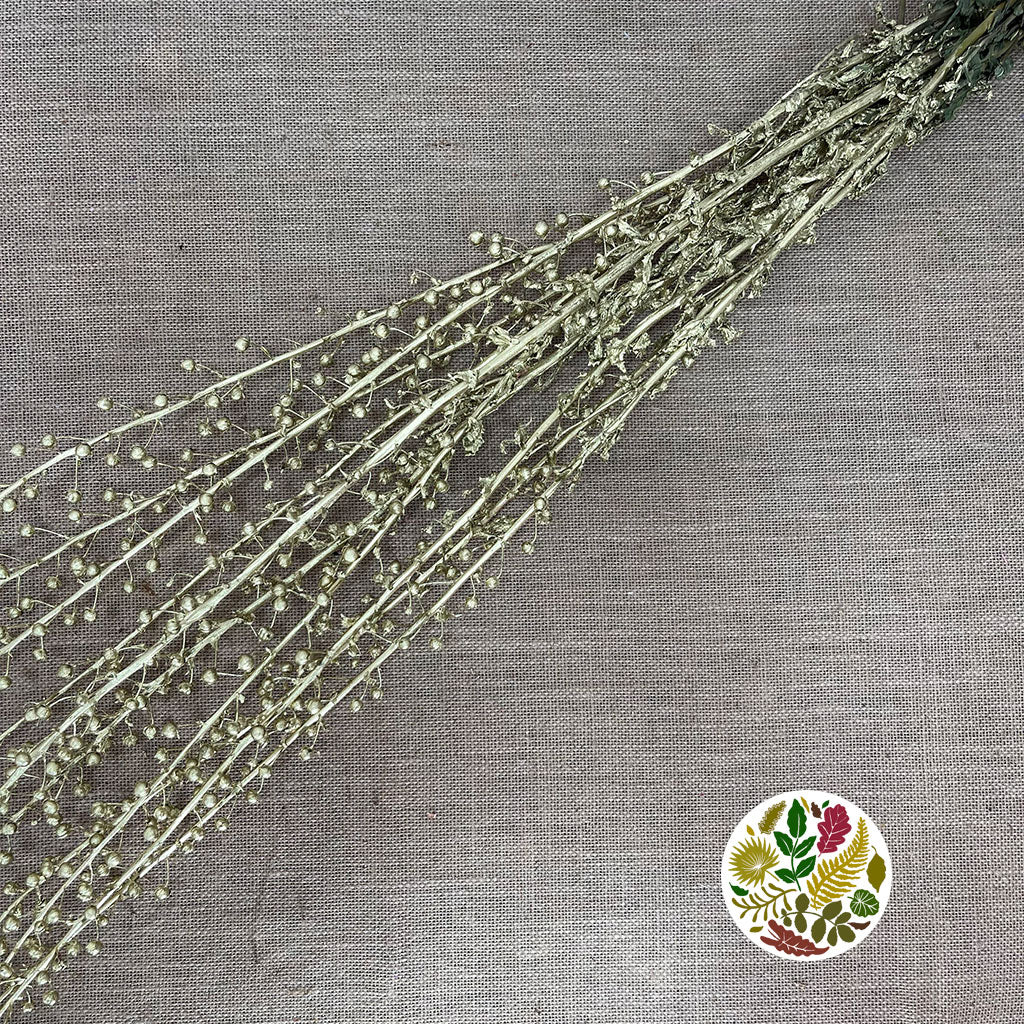 Scrotularia &#39;Berries&#39; (Painted) (DRY) (Various Colours)