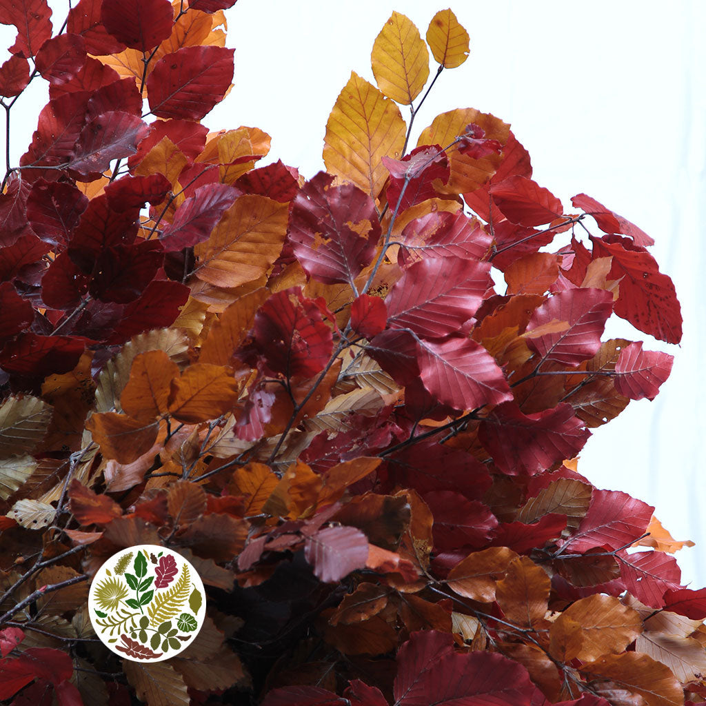 Beech &#39;Stabilized&#39; (Coloured) 60-80cm (DRY) (150g)