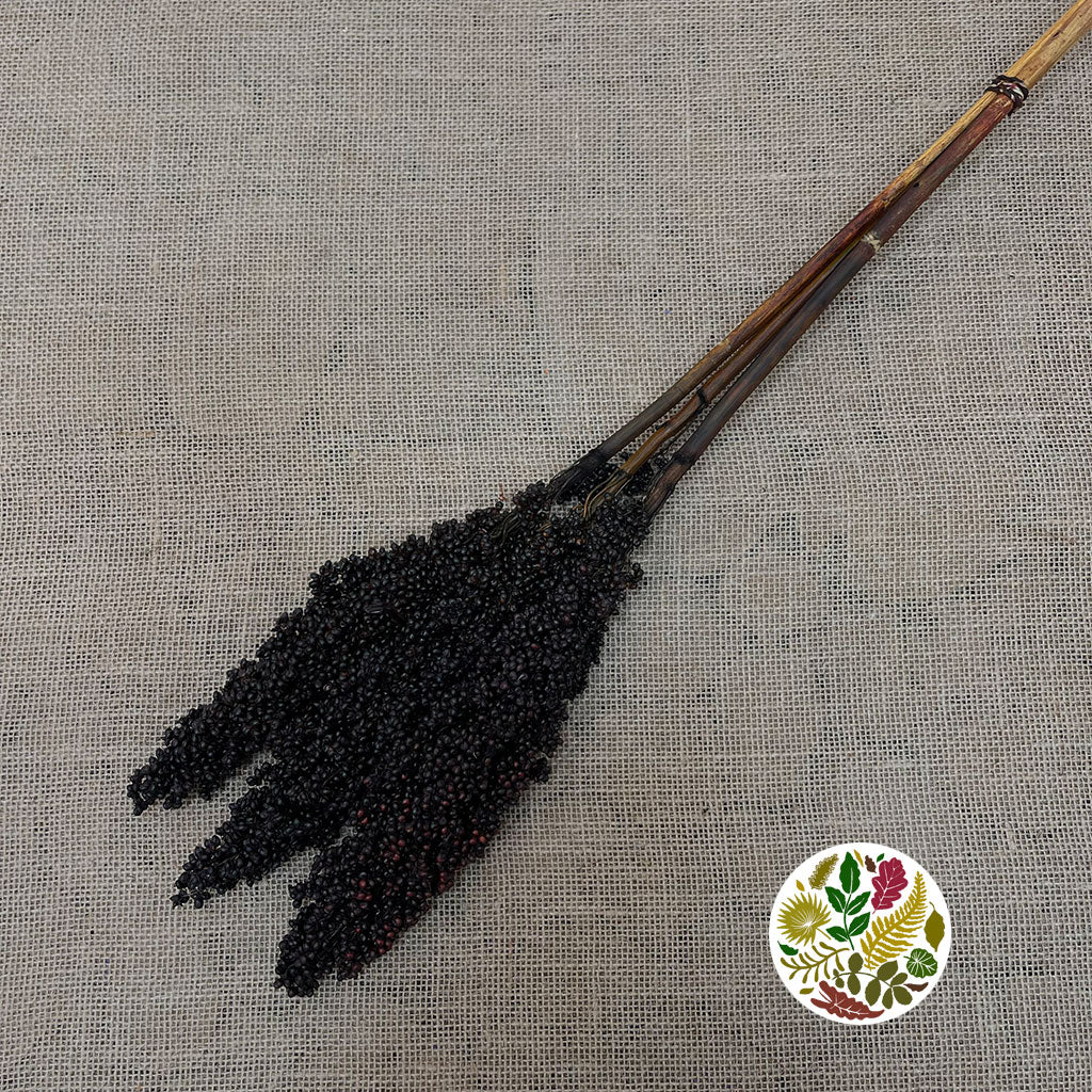 Grass 'Sorgum' (Painted) (DRY) (Various Colours) 70cm (x3)