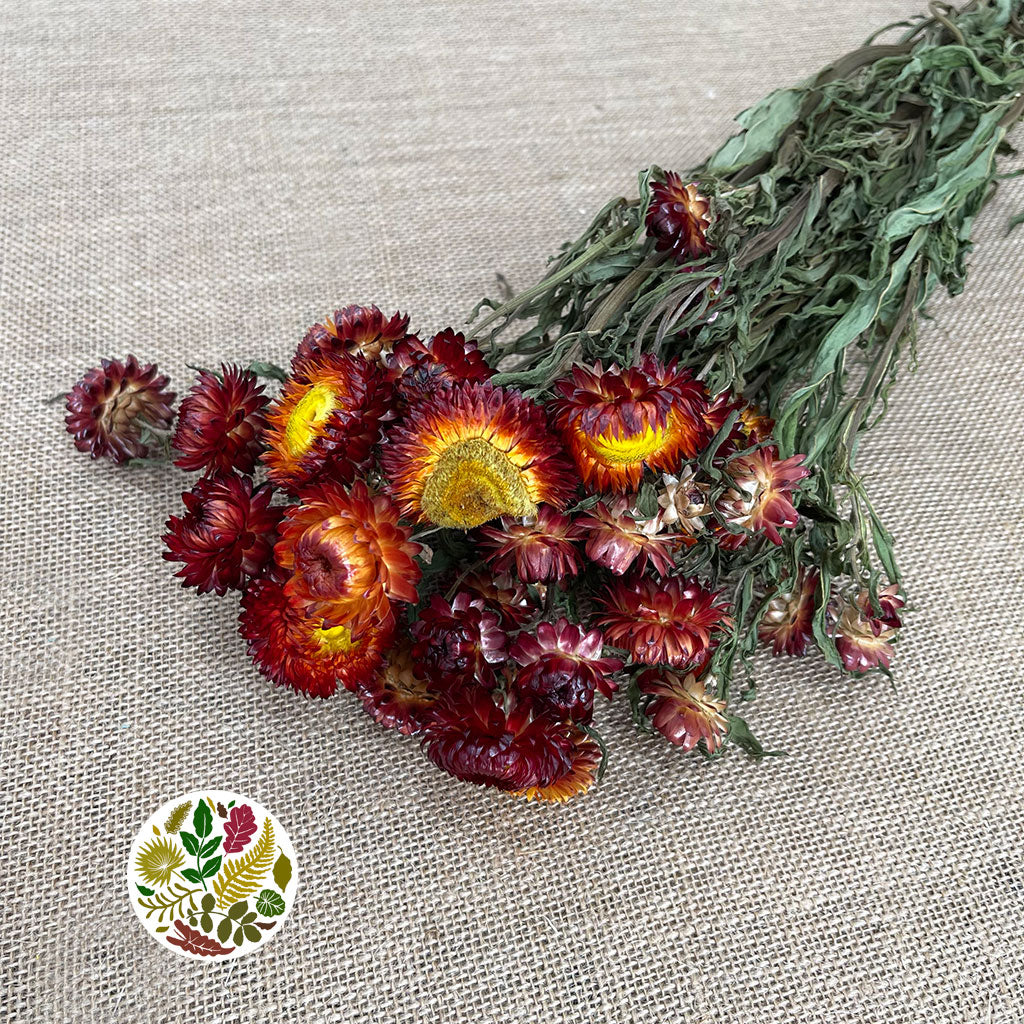 Helichrysum &#39;Flower&#39; (DRY) (Various Colours) 50cm