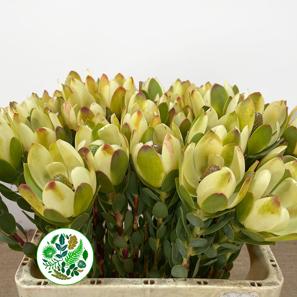 Leucadendron 'Discolor' (Various Lengths)