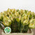 Leucadendron 'Discolor' (Various Lengths)
