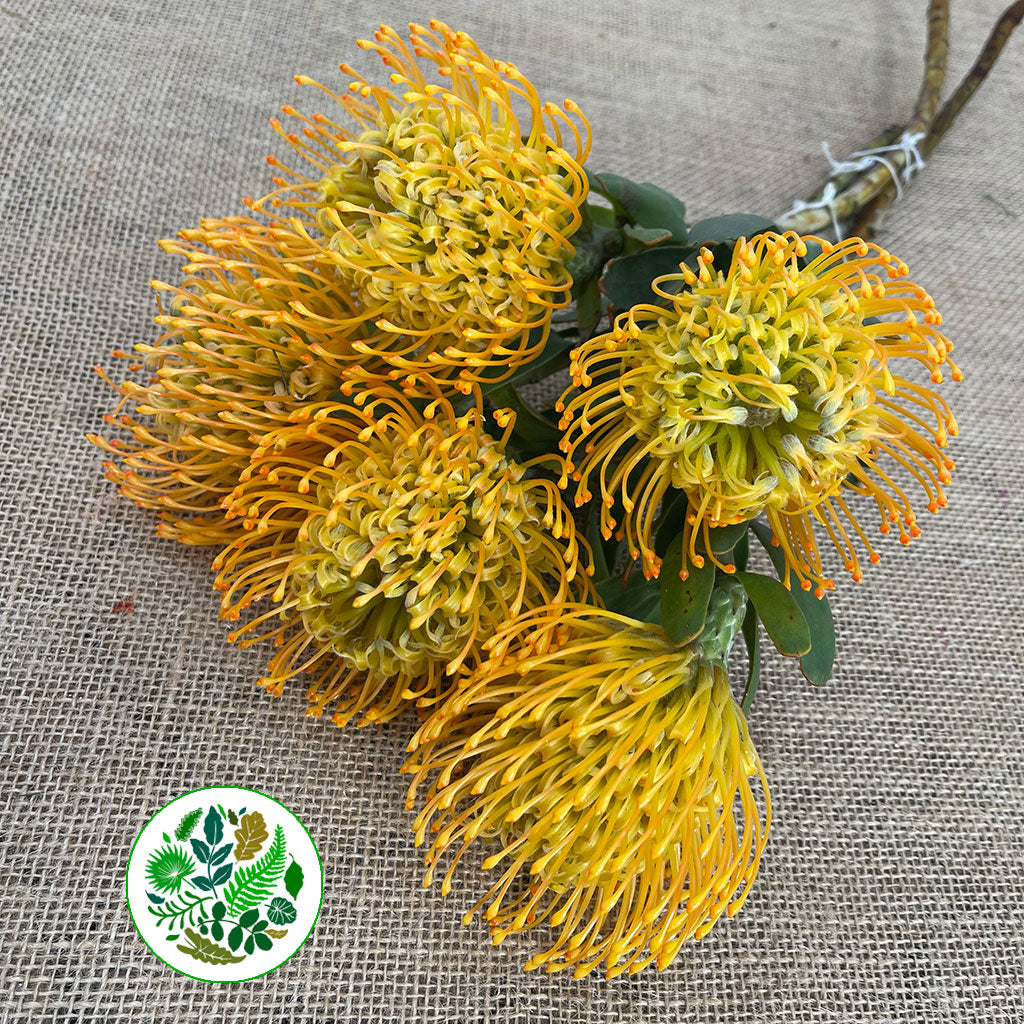 Pincushion Protea &#39;Jelena&#39; (Various Lengths)