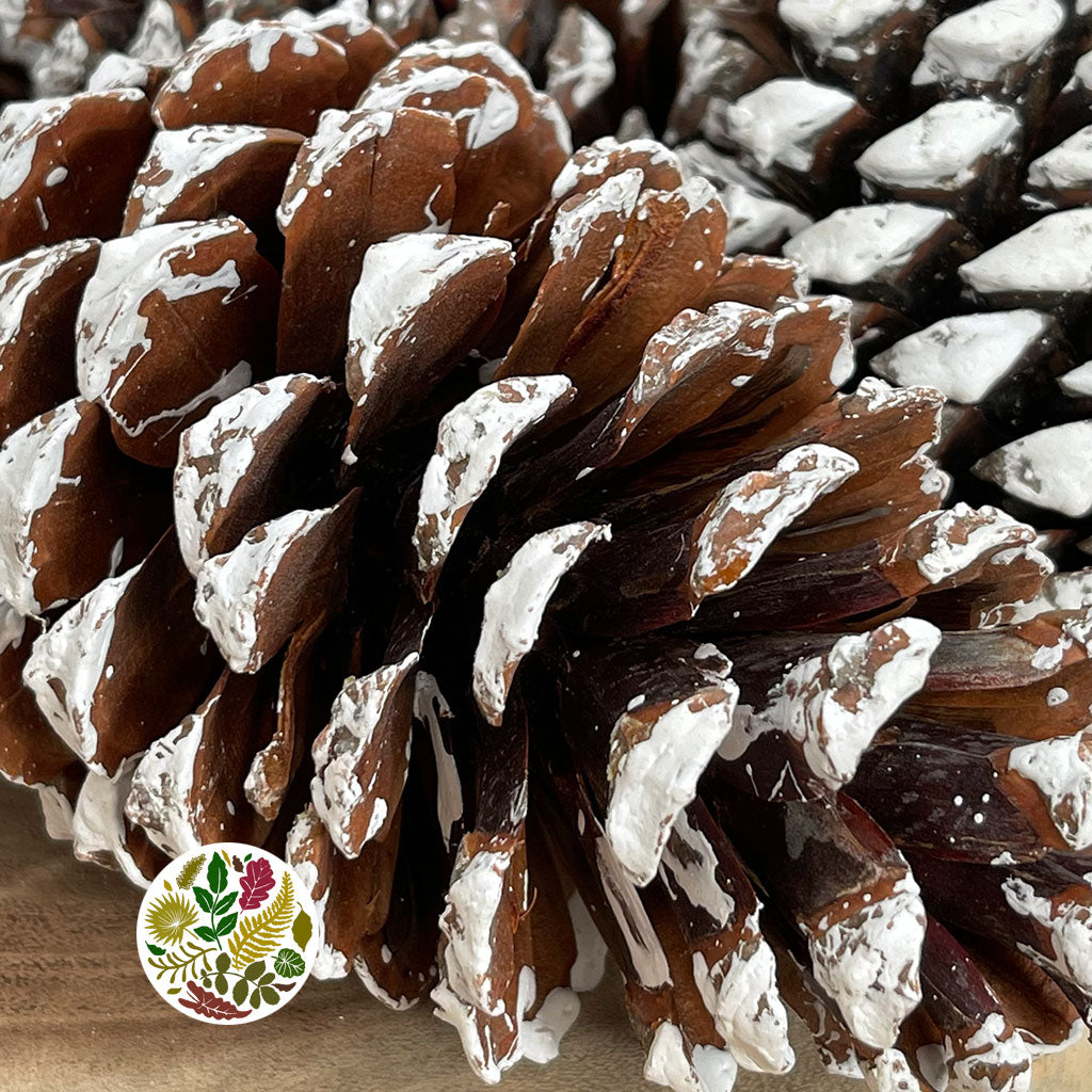 Cones 'Maritima' (Painted) 10-14cm (DRY) (Various Colours)