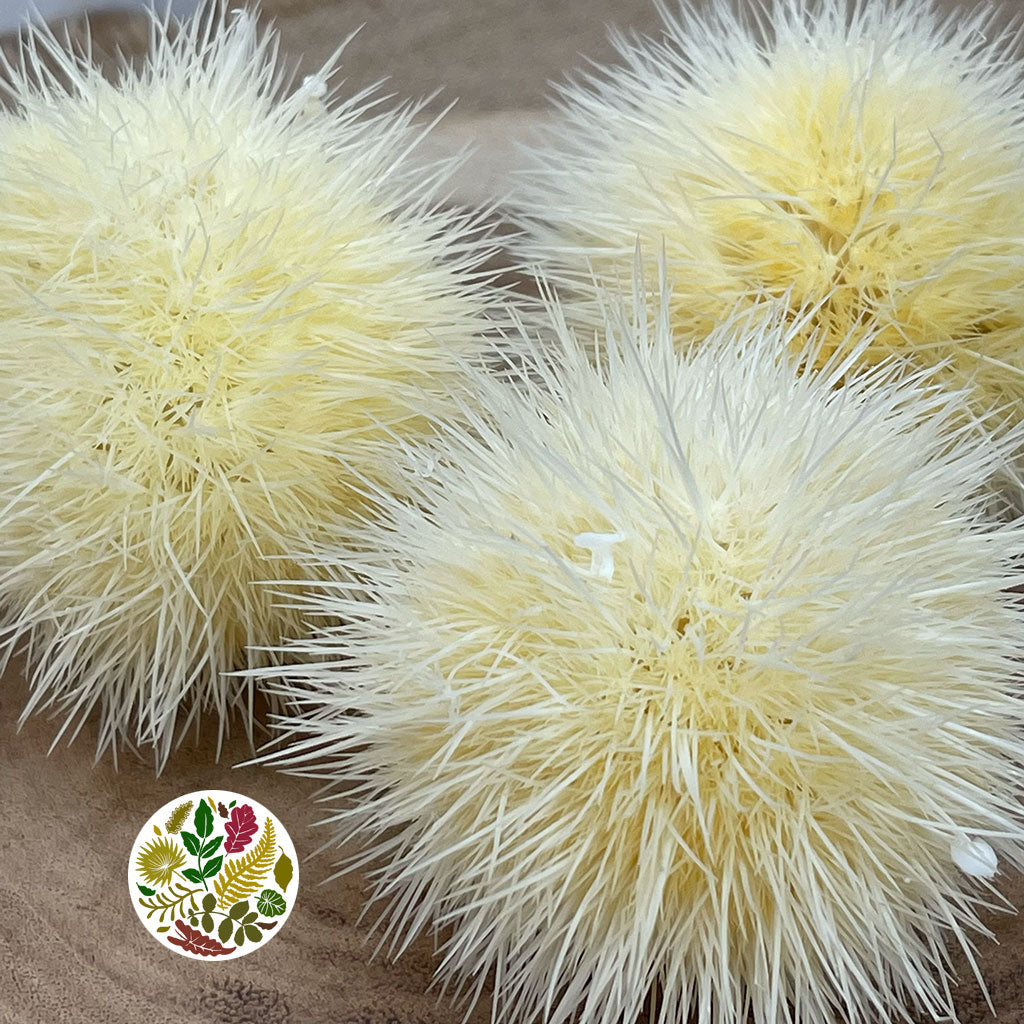 Chestnut 'Husk' (Bleached) (DRY) (Various Options)