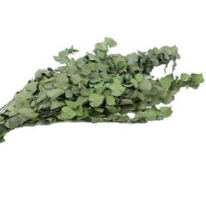 Eucalyptus &#39;Stuartiana&#39; (Preserved) (Green) (DRY) (150g)