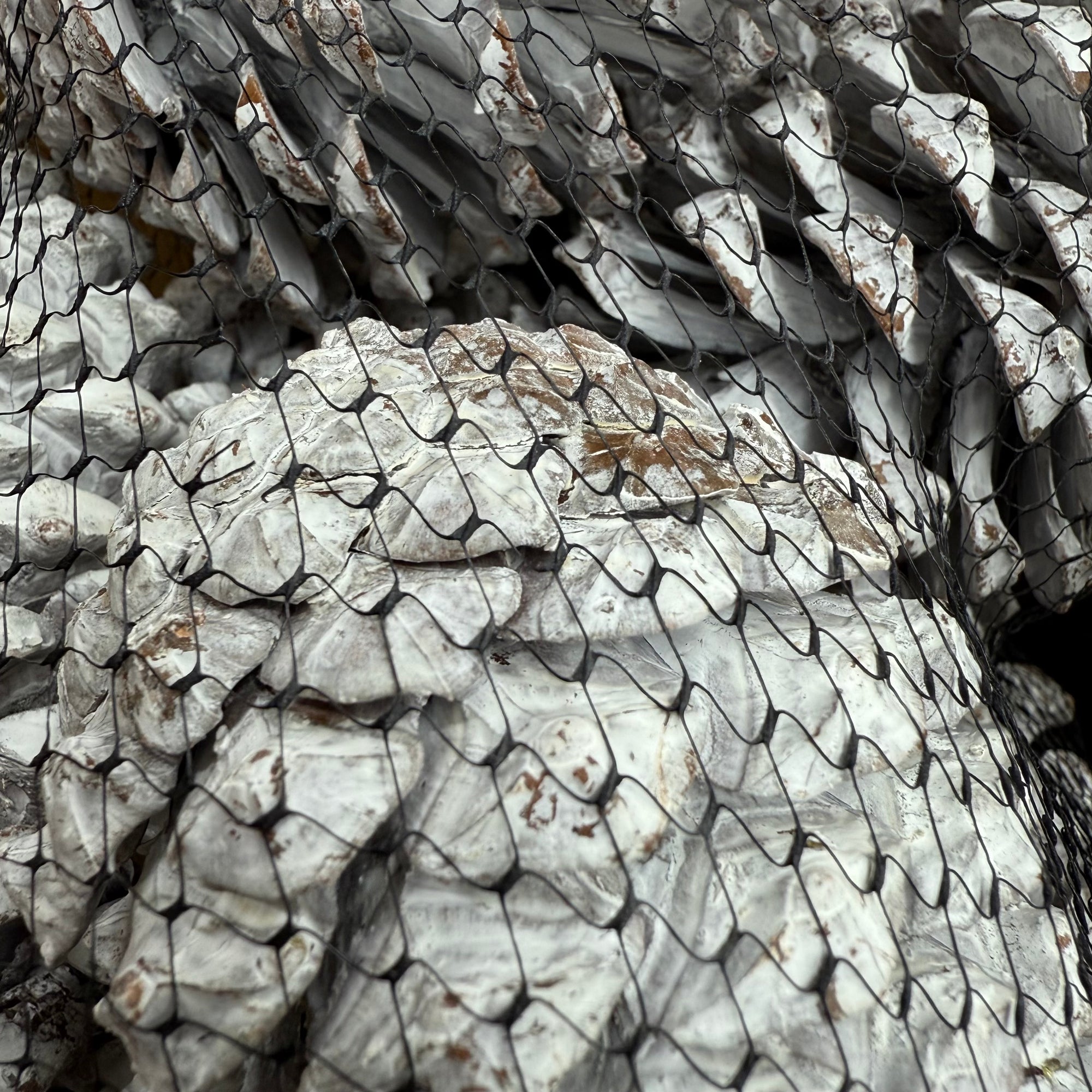 Cones 'Maritima' (Painted) 10-14cm (DRY) (Various Colours)