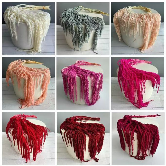 Amaranthus &#39;Trailing&#39; (Coloured) (Various Options)