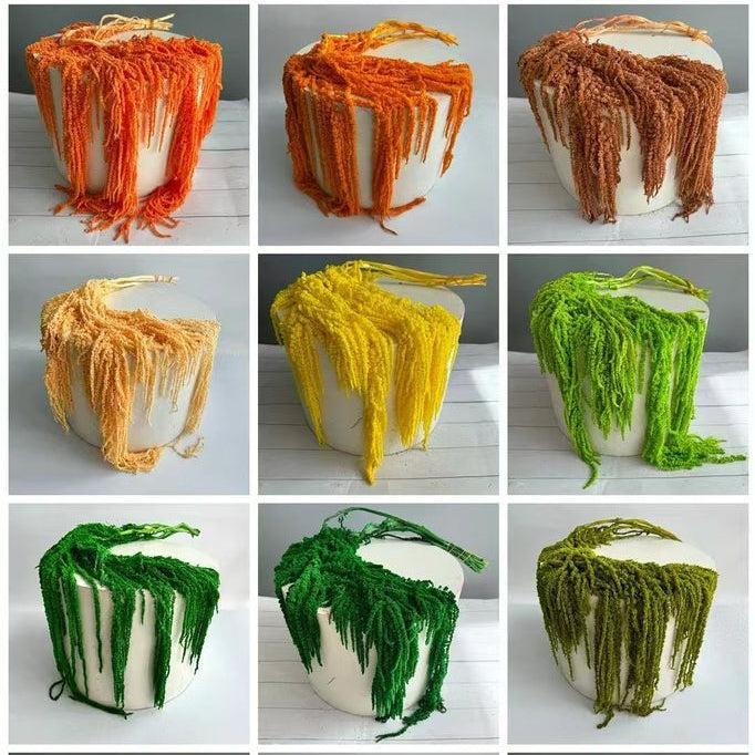 Amaranthus 'Trailing' (Coloured) (Various Options)