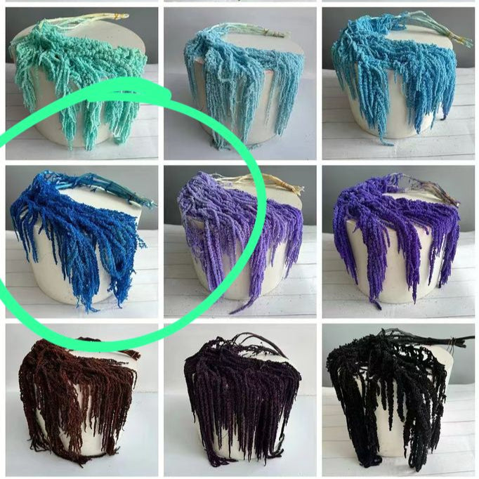 Amaranthus &#39;Trailing&#39; (Coloured) (Various Options)
