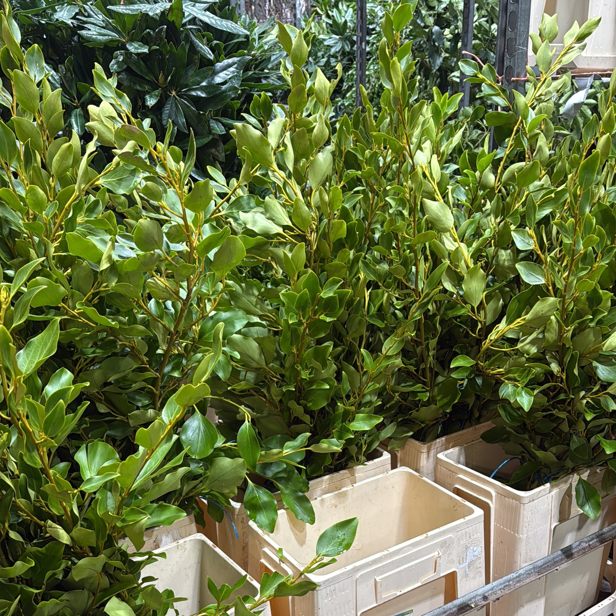Griselinia littoralis (Wild) (Various Sizes)