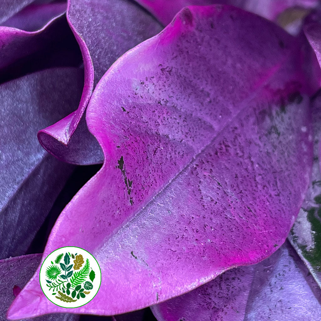 Magnolia &#39;Foliage&#39; (Painted Metallic) (Various Colours) 80cm (300g)