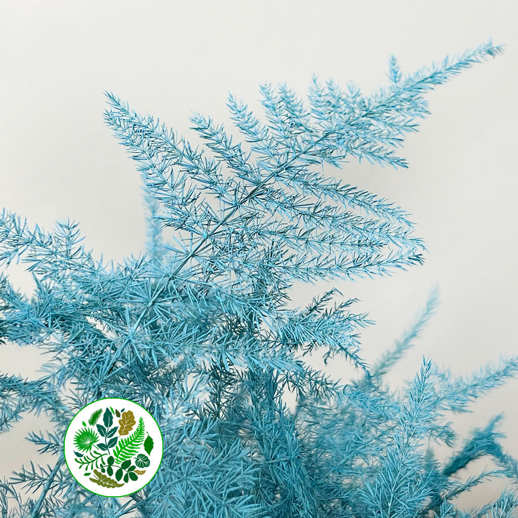 Fern 'Asparagus' (Painted) 85cm (Various Colours) (x50)