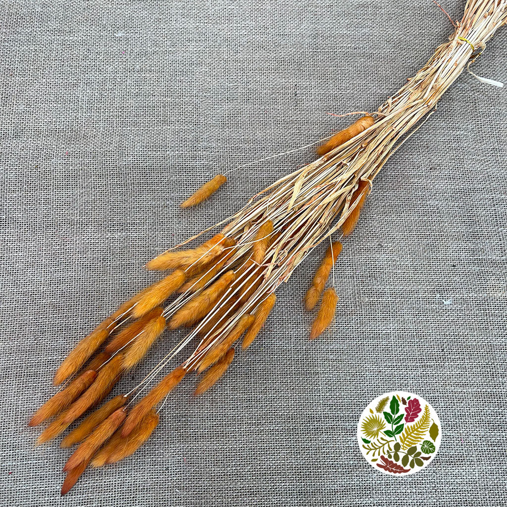 Grass 'Lagurus' (Painted/Dried) (DRY) (Various Colours)