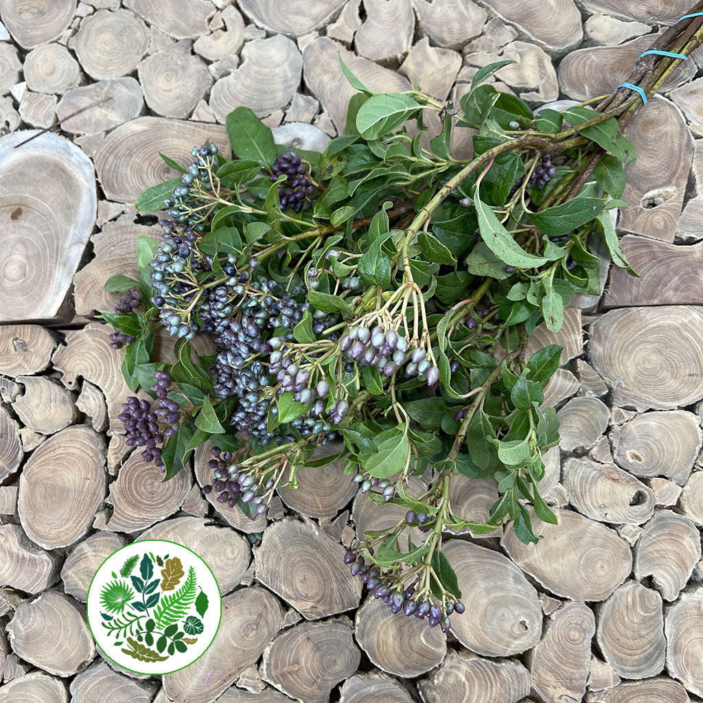 Viburnum 'Berried' (Cultivated) (Various Sizes)