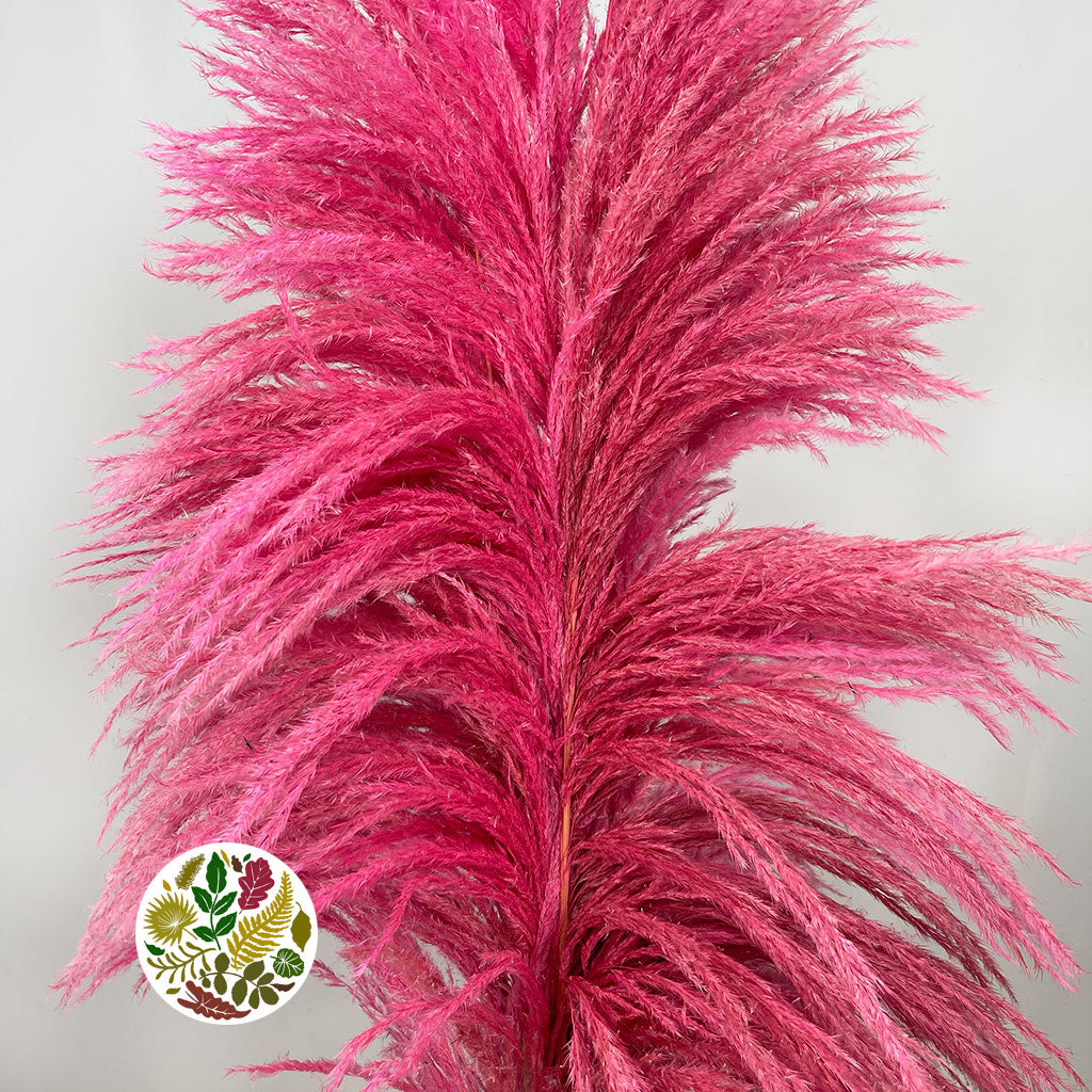 Grass 'Pampas' (Sacuara) (Coloured) (DRY) (Various Sizes)