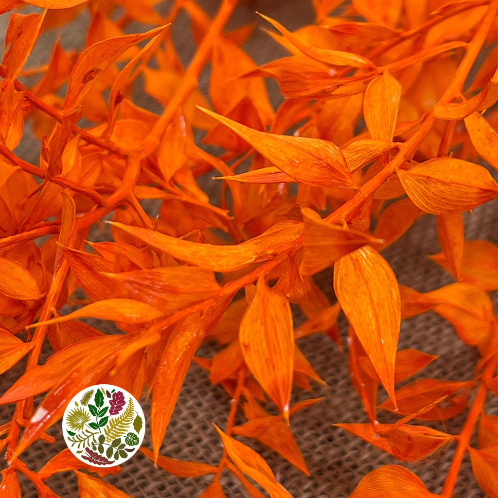 Ruscus 'Wild' (Coloured) (DRY) (x5)