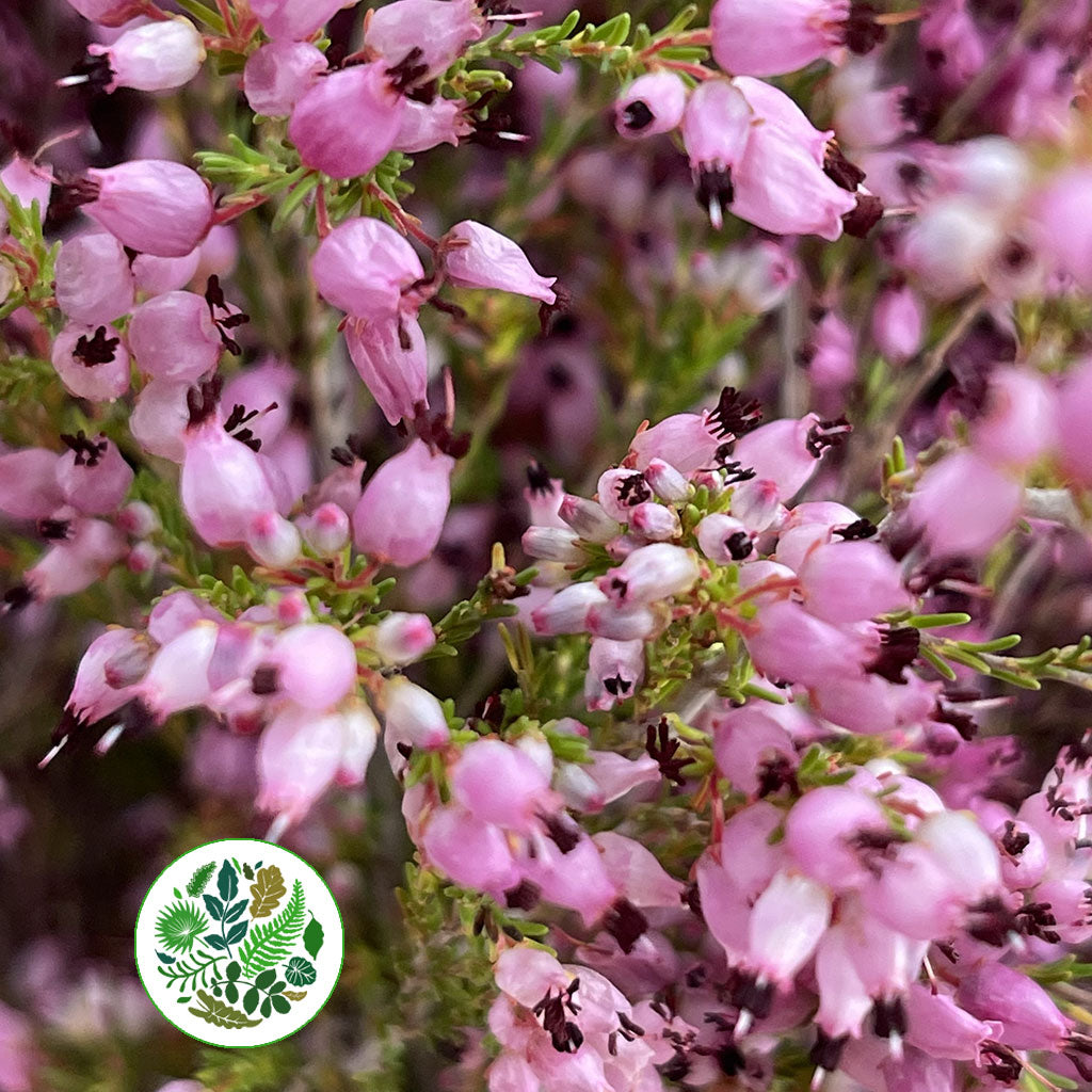 Heather (Erica) Pink (Various Sizes)