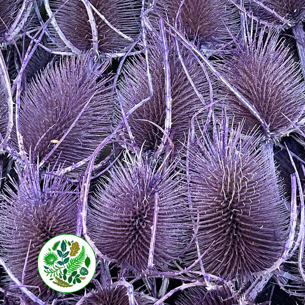 Thistle &#39;Heads&#39; (Coloured/Bleached) (DRY) (Various Colours)