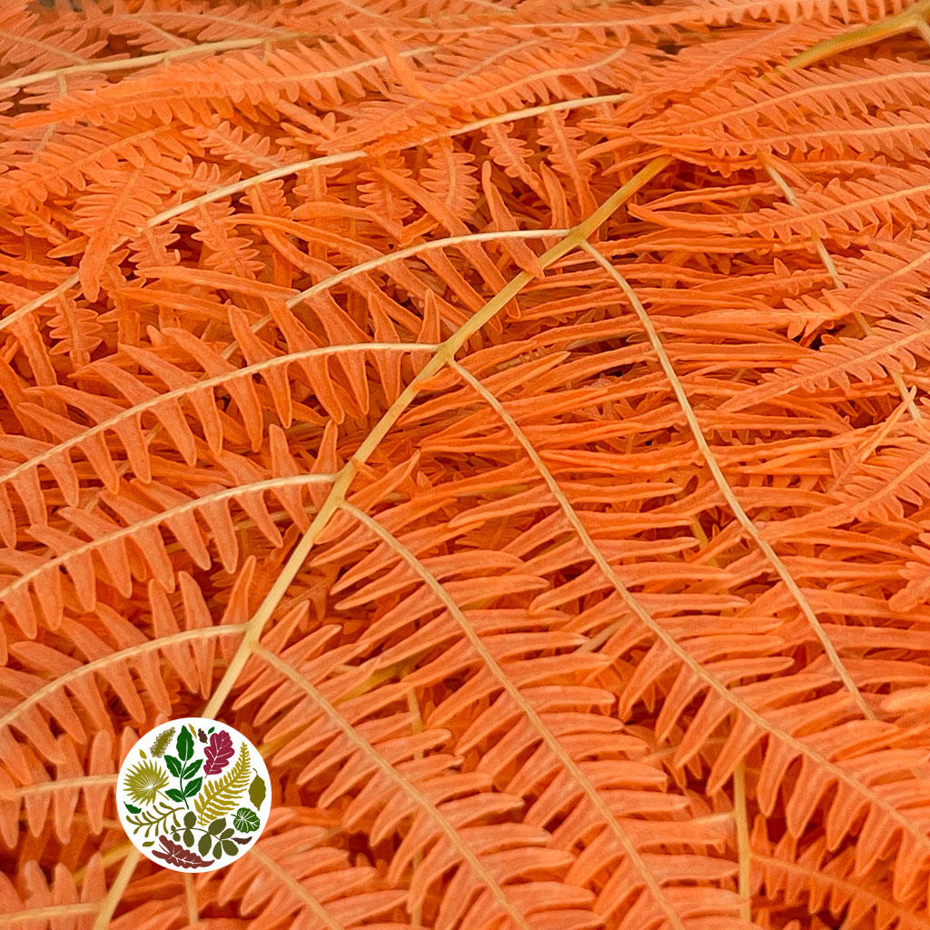 Fern 'Bracken' (Preserved) (DRY) (Various Colours) 60-70cm