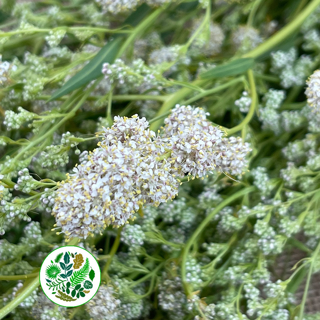 Grass 'Meadow' (Wild) (Various Sizes)