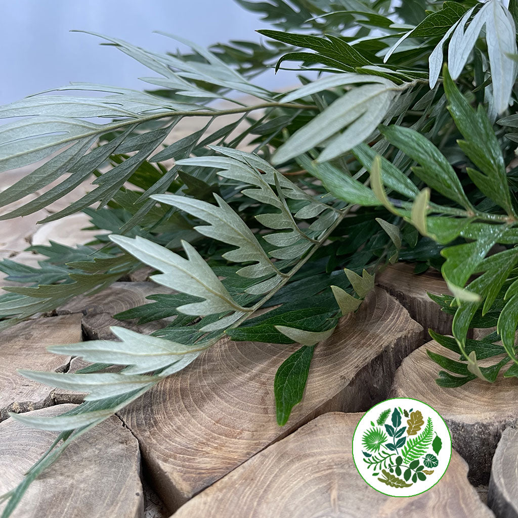 Grevillea 'Robusta Foliage' (Various Lengths)