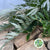 Grevillea 'Robusta Foliage' (Various Lengths)