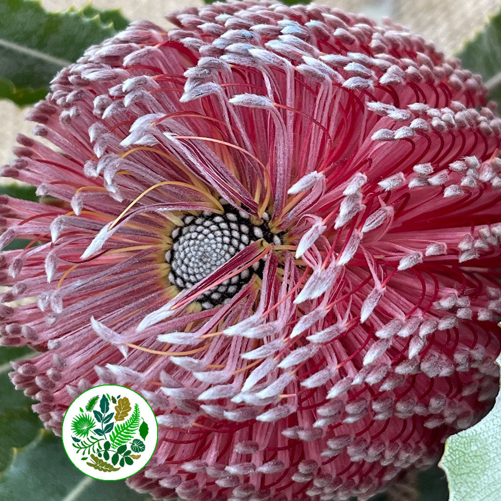 Protea &#39;Banksia&#39; (Menziesii) (Various Lengths)